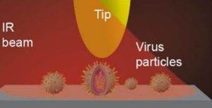 Study of viruses using SNOM