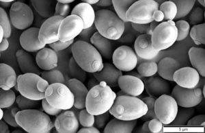 Saccharomyces cerevisiae yeast