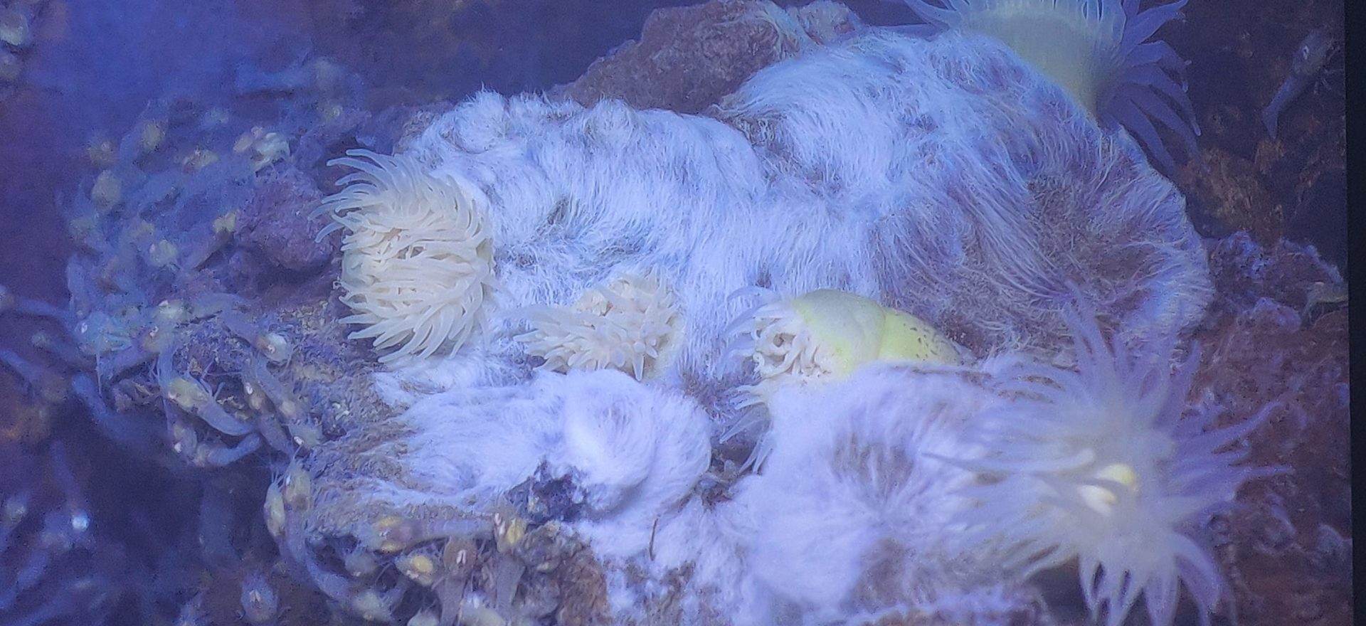 FTIR spectroscopy for biological and biomedical applications NicoletCZ