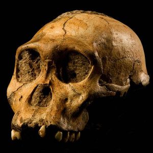 Australopithecus_sediba